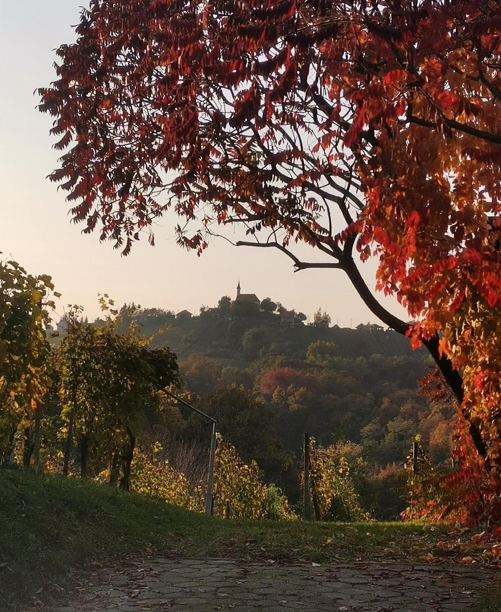 Holiday Home Vitis Selnica エクステリア 写真